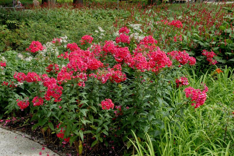 Hohe Garten-Flammenblume Starfire - Phlox paniculata 'Starfire'