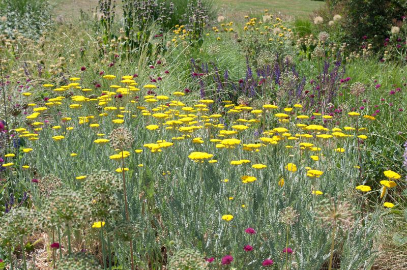Hohe Garten-Gold-Garbe Coronation Gold - Achillea filipendulina 'Coronation Gold'