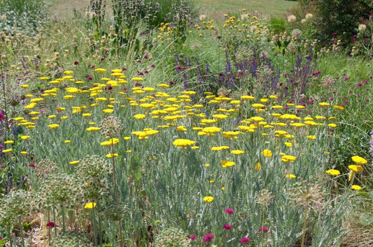 Hohe Garten-Gold-Garbe Coronation Gold - Achillea filipendulina 'Coronation Gold'