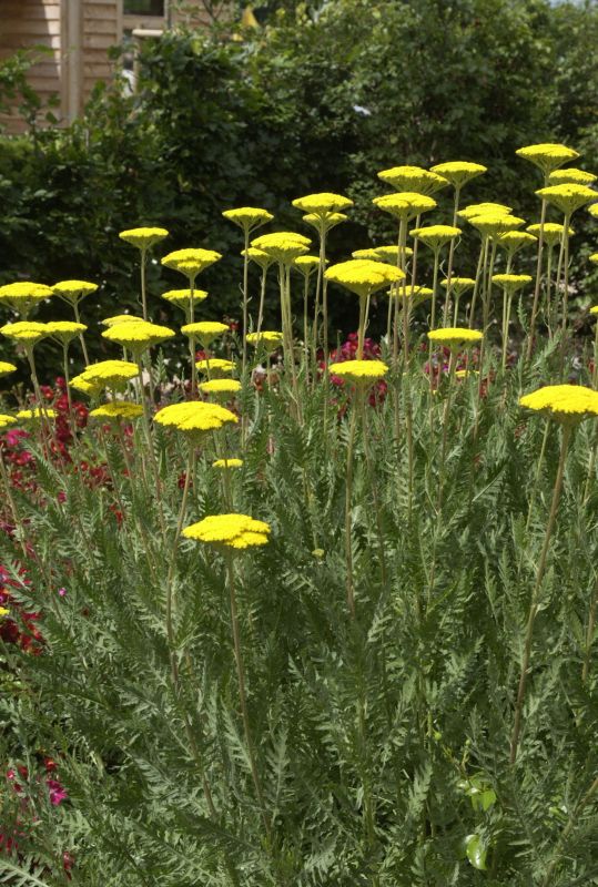 Hohe Garten-Gold-Garbe Parker - Achillea filipendulina 'Parker'