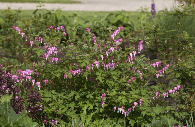Hohe Herzblume, Tränendes Herz - Dicentra spectabilis