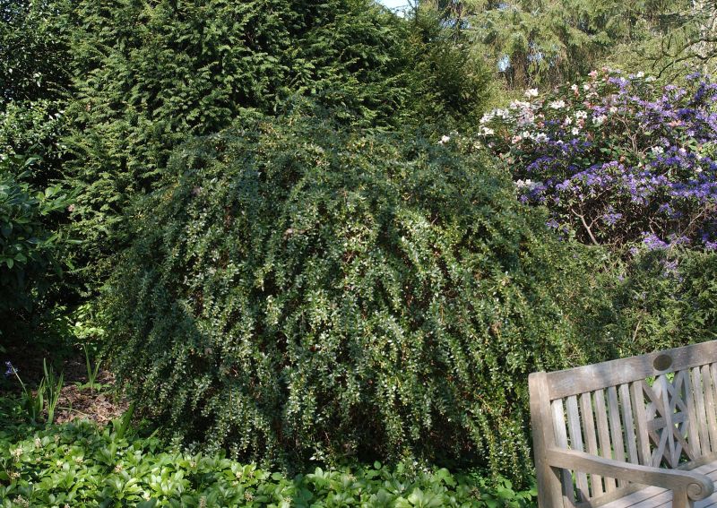 Immergrüne Kugelberberitze 'Amstelveen' - Berberis frikartii 'Amstelveen'