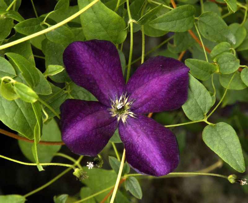 Italienische Waldrebe 'Black Prince' - Clematis viticella 'Black Prince'