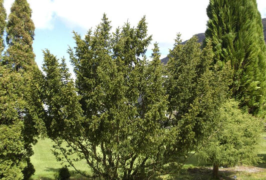 Japan.Zwergeibe - Taxus cuspidata 'Nana'