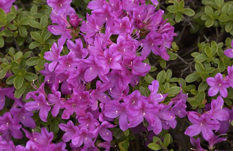 Japanische Azalee 'Diamant Himmelblau' ® - Rhododendron obt.'Diamant Himmelblau' ®