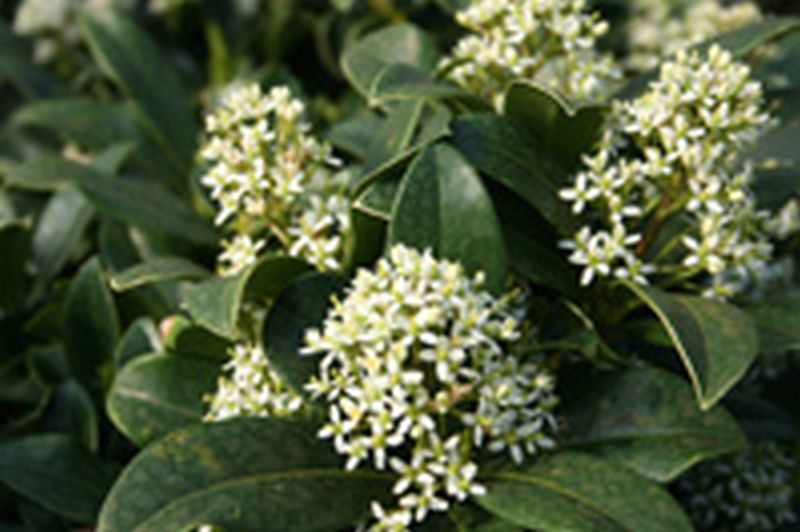 Japanische Fruchtskimmie 'Foremanii' - Skimmia japonica 'Foremanii'