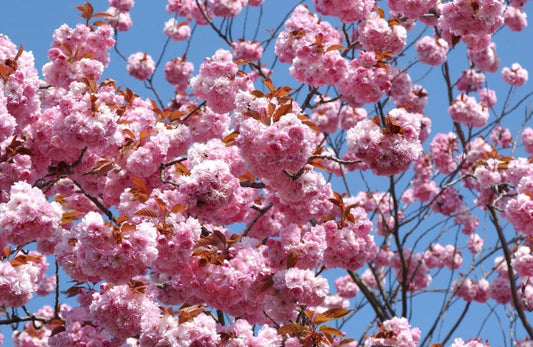 Japanische Nelkenkirsche 'Kanzan' - Prunus serrulata 'Kanzan' CAC