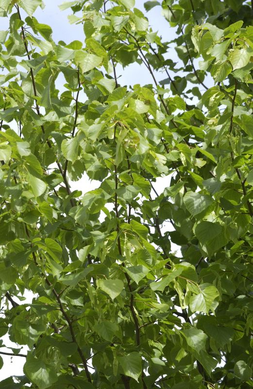 Kaiserlinde 'Pallida' - Tilia europaea 'Pallida'