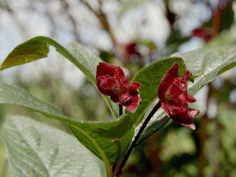 Kalif.Heckenkirsche - Lonicera involucrata ledebourii