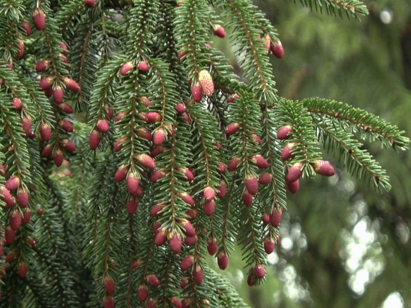 Kaukasusfichte,Sapindus-Fichte - Picea orientalis