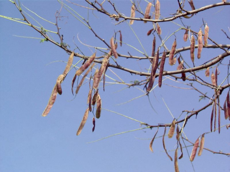 Kegelakazie - Robinia pseudoac.'Bessoniana'