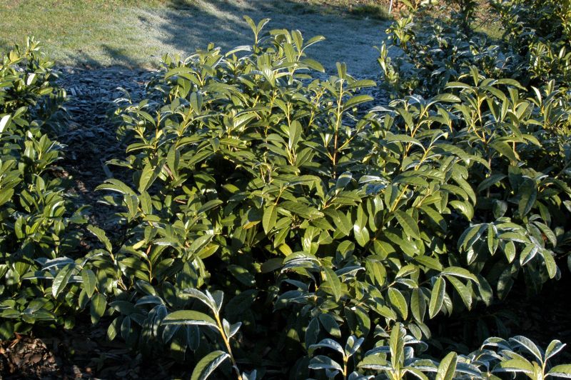 Kirschlorbeer 'Schipkaensis Macrophylla' / Großblättrige Lorbeerkirsch –  TERRA-Pflanzenoutlet