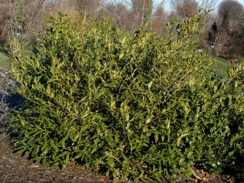 Kirschlorbeer 'Zabeliana' / Schmalblättrige Lorbeerkirsche