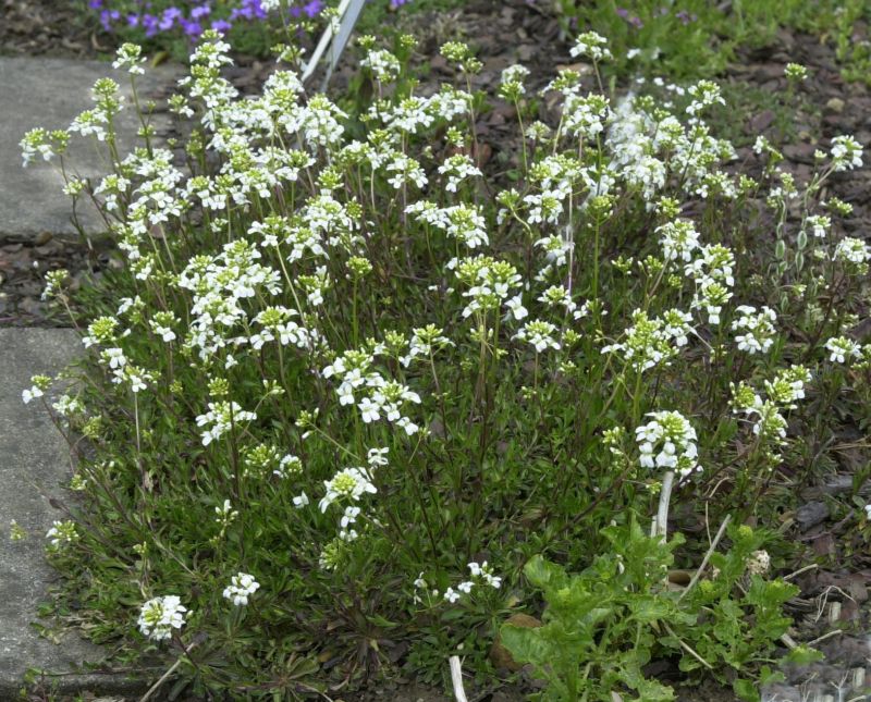 Kleine Garten-Gänsekresse Variegata - Arabis ferdinandi-coburgii 'Variegata'