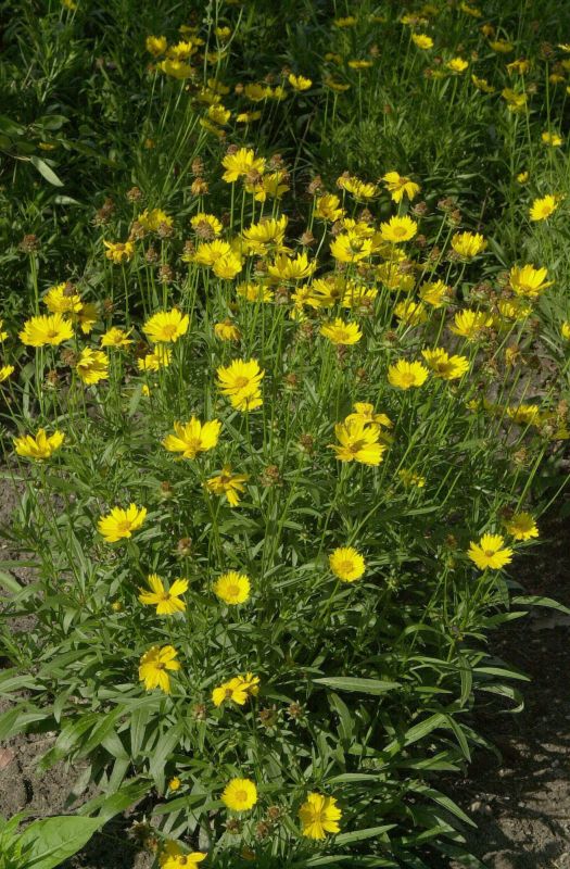 Kleines Garten-Mädchenauge - Coreopsis lanceolata 'Sterntaler'