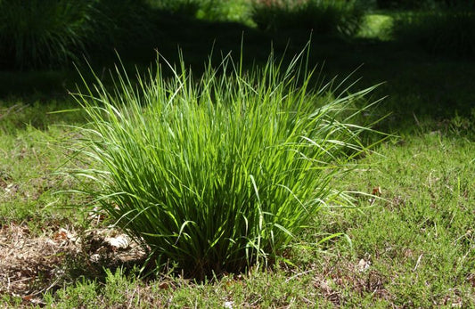 Kleines Garten-Pfeifengras Heidebraut - Molinia caerulea 'Heidebraut'