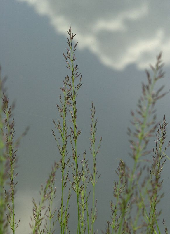 Kleines Garten-Pfeifengras Moorhexe - Molinia caerulea 'Moorhexe'