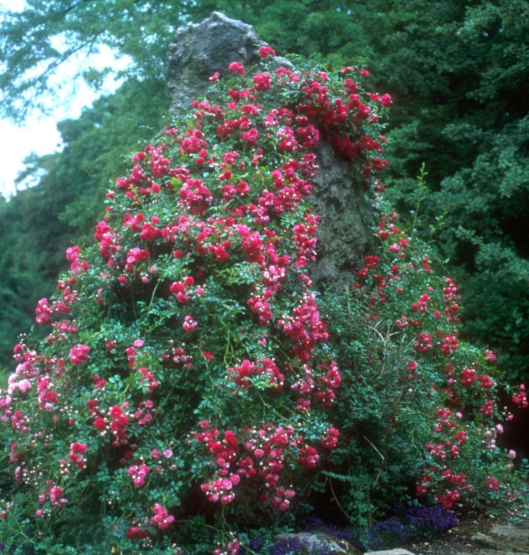 Kletterrose 'Excelsa' - Rosa 'Excelsa' KL