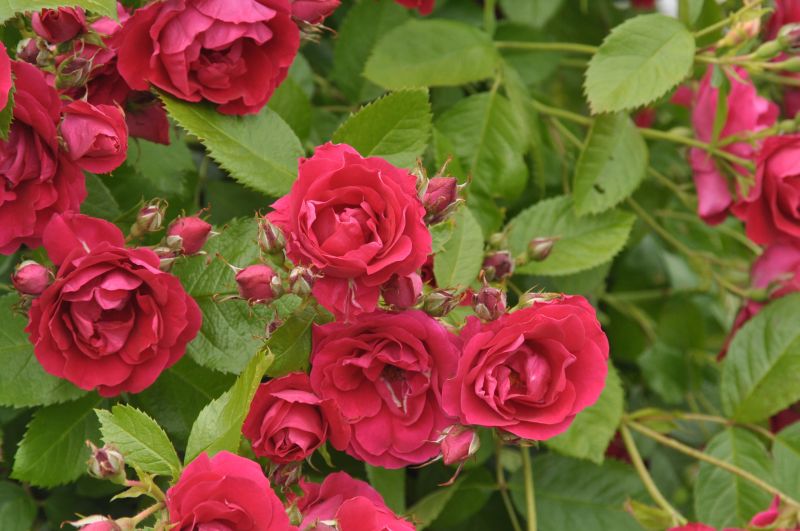 Kletterrose 'Flammentanz' ® - Rosa 'Flammentanz' ® KL