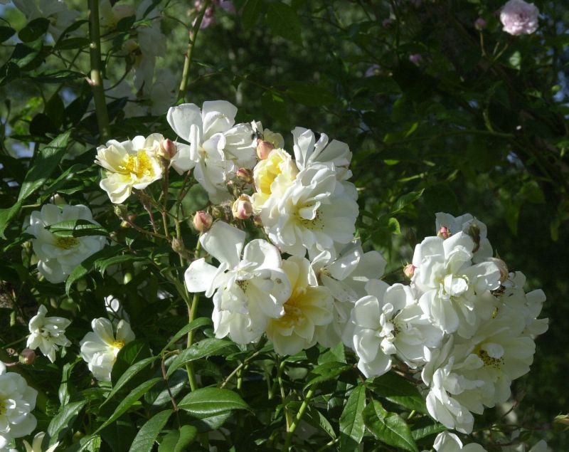Kletterrose 'Lykkefund' - Rosa 'Lykkefund' KL