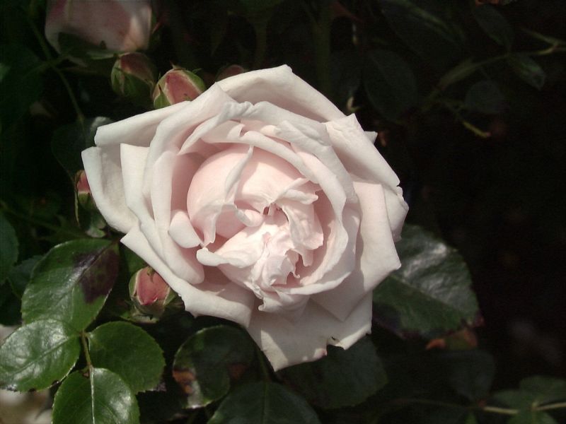 Kletterrose 'New Dawn' - Rosa 'New Dawn' KL
