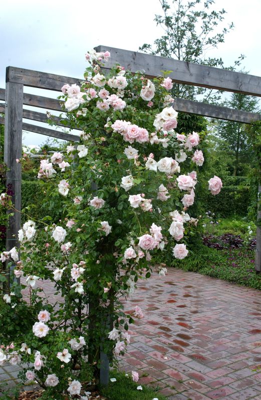 Kletterrose 'New Dawn' - Rosa 'New Dawn' KL