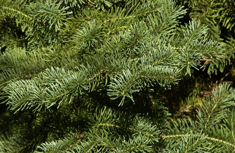 Korktanne arizonica - Abies lasiocarpa arizonica
