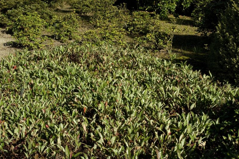 Kriechende Sandkirsche - Prunus pumila depressa CAC