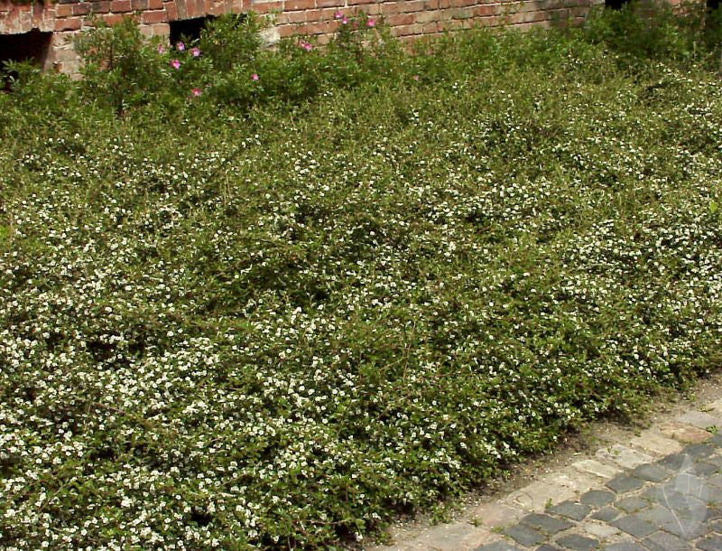 Kriechmispel 'Jürgl' - Cotoneaster dammeri 'Jürgl'