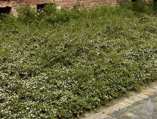 Kriechmispel 'Jürgl' - Cotoneaster dammeri 'Jürgl'