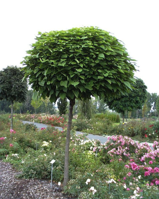 Kugel-Trompetenbaum 'Nana' - Catalpa bignonioides 'Nana'