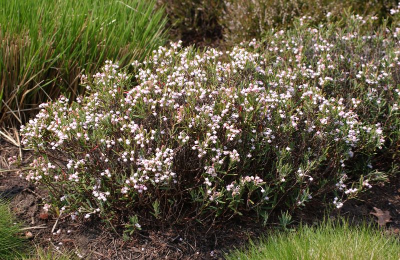 Lavendelheide 'Nikko' - Andromeda polifolia 'Nikko'