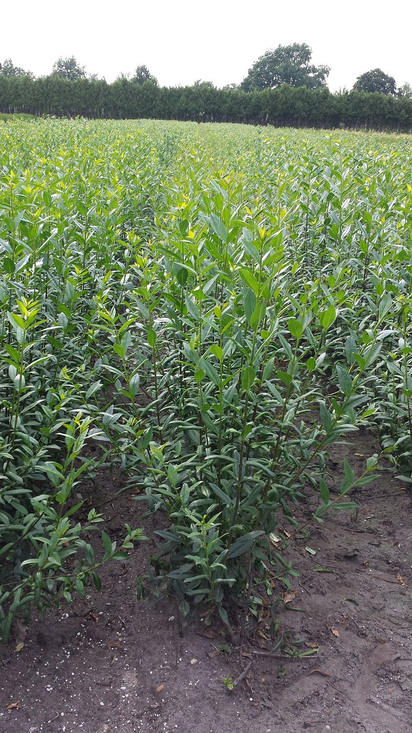 Liguster 'Liga' - Ligustrum vulgare 'Liga'