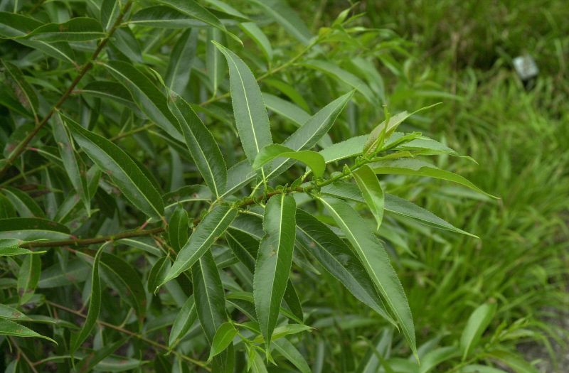 Lorbeerweide - Salix pentandra