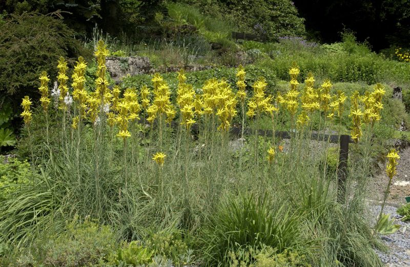 Mediterrane Junkerlilie - Asphodeline lutea