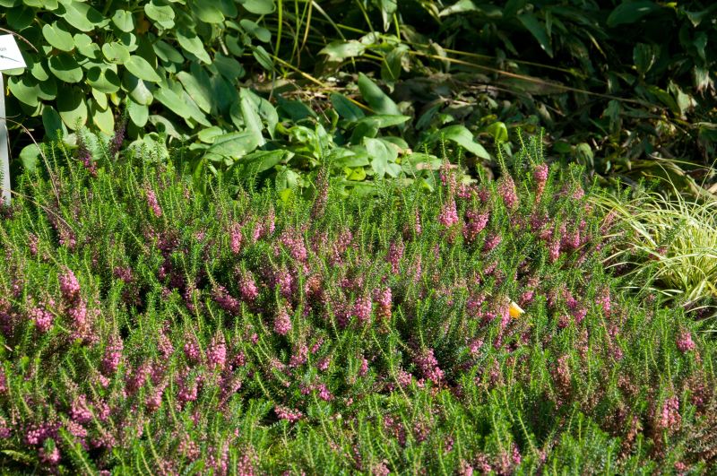 Mittsommerheide 'Mrs.D.F.Maxwell' - Erica vagans 'Mrs.D.F.Maxwell'