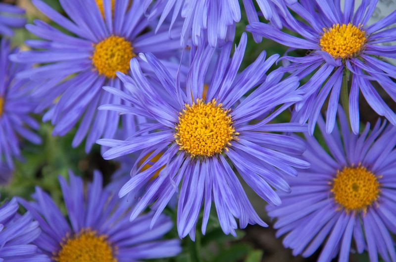 Niedrige Garten-Aster Goliath - Aster alpinus 'Goliath'