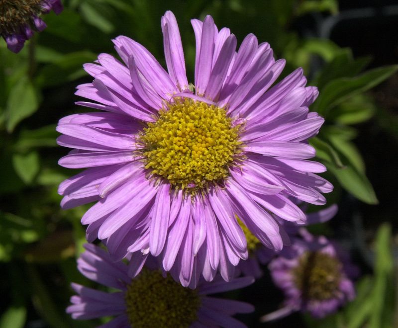 Niedrige Garten-Aster Happy End - Aster alpinus 'Happy End'