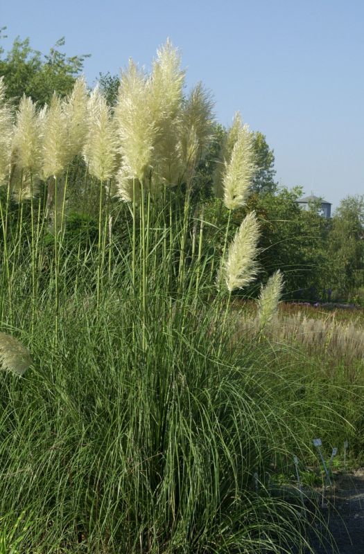 Pampasgras - Cortaderia selloana