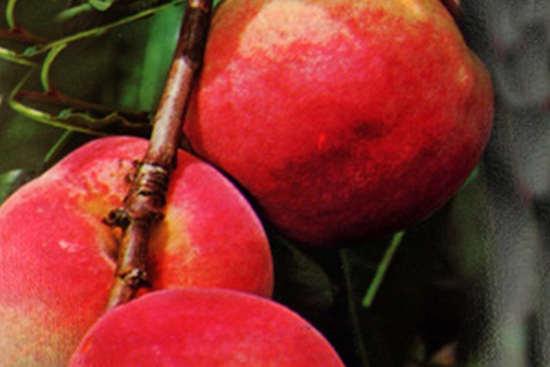 Pfirsich 'Amsden' - Prunus persica 'Amsden' CAC