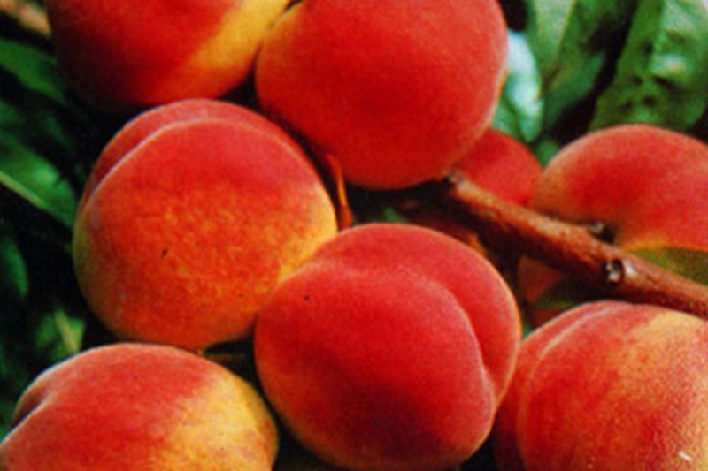 Pfirsich 'Red Haven' - Prunus persica 'Red Haven' CAC