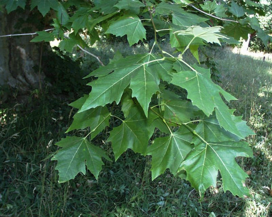 Platane - Platanus hispanica