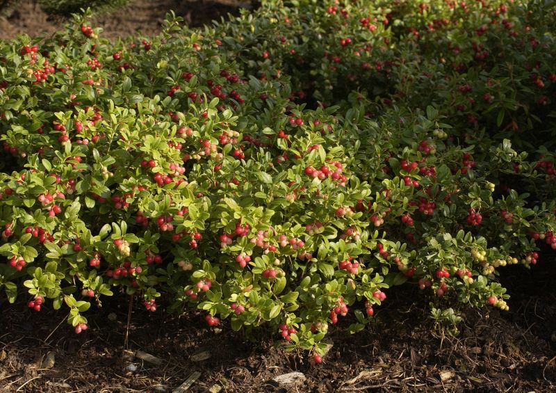 Preiselbeere 'Koralle' - Vaccinium vitis-idaea 'Koralle'