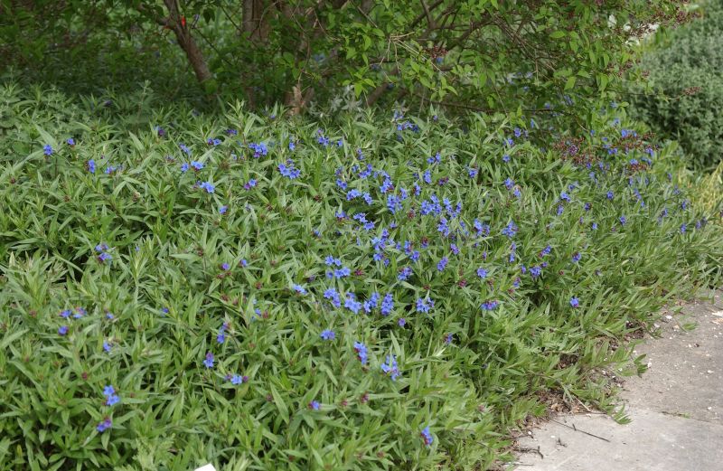 Purpurblauer Steinsame - Buglossoides purpurocaerulea