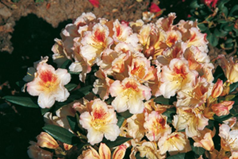 Rhododendron-Hybride 'Marylou' - Rhododendron Hybride 'Marylou'