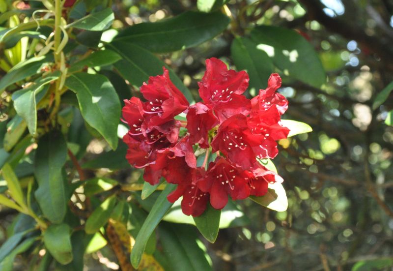 Rhododendron-Hybride 'Sammetglut' - Rhododendron Hybride 'Sammetglut'
