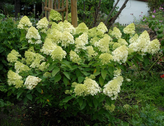 Rispenhortensie 'Limelight' -S- - Hydrangea paniculata 'Limelight' -S-