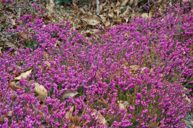 Rötliche Märzenheide - Erica carnea 'Myretoun Ruby'