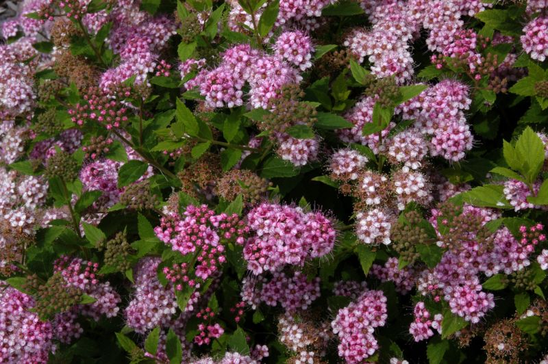 Rosa Zwergspiere - Spiraea japonica 'Little Princess'