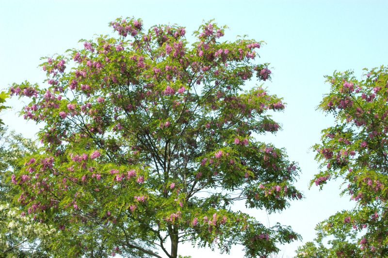 Rotblühende Akazie - Robinia 'Pink Cascade'